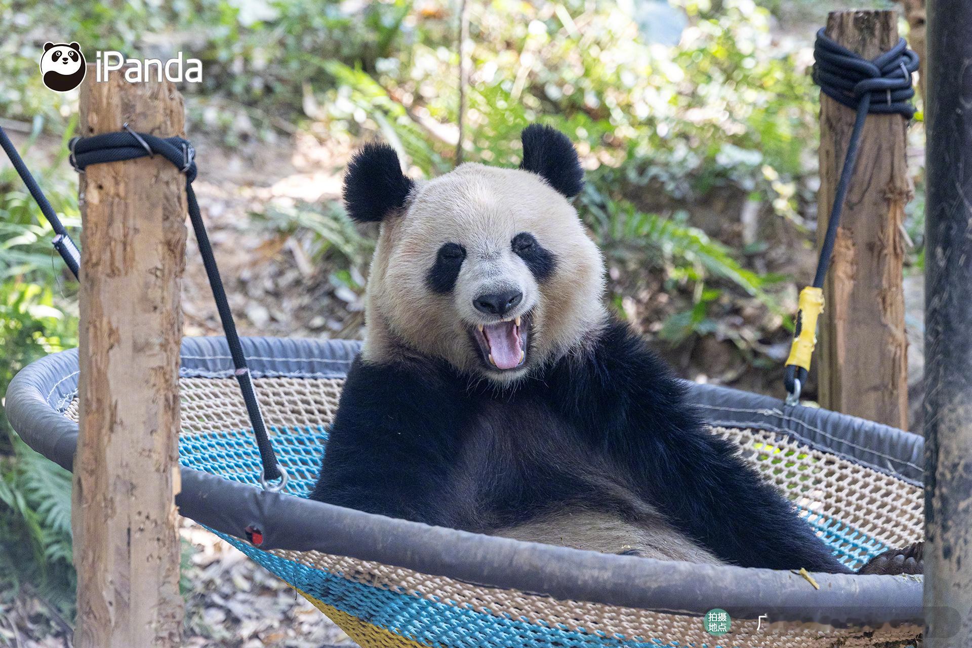凶一个，狠一个！嗷呜～被我吓到了吧？😏大熊猫悦悦熊猫趣图