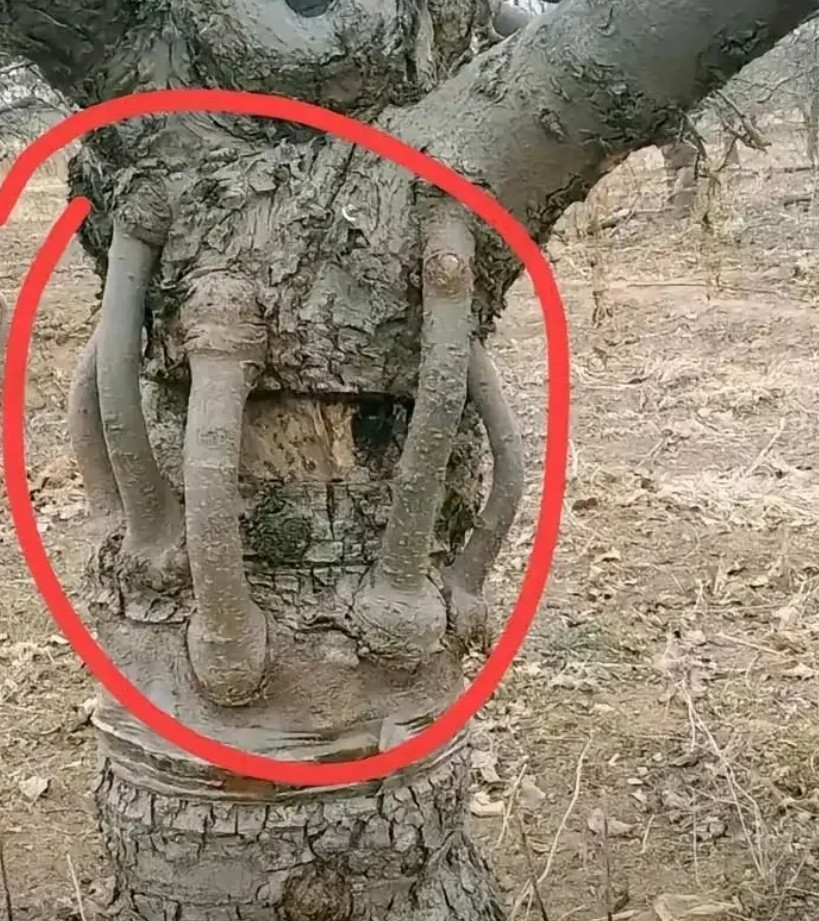 你们说这是人为的还是自然的？