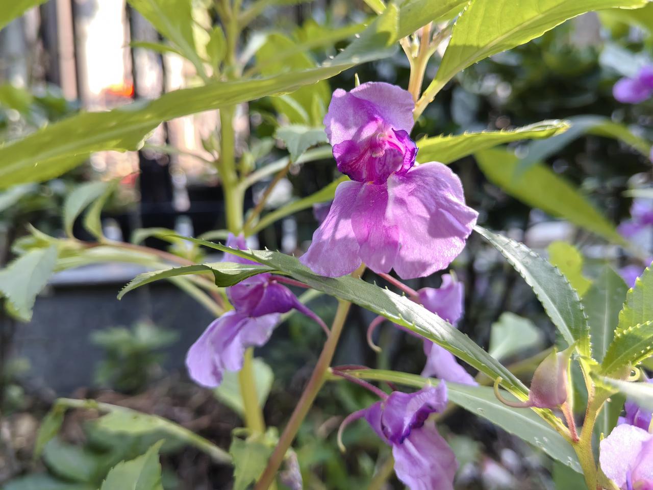 我们那儿某村有个70后女的，小时候她爸爸开大货车，在80年代很能挣钱，在上海买了