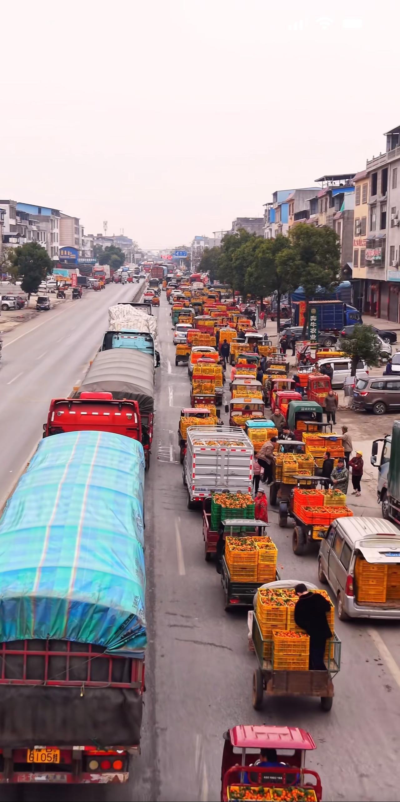 广西砂糖橘被与辉同行卖爆了，一些当地人说这几天砂糖橘收购价涨了几毛。虽然两毛