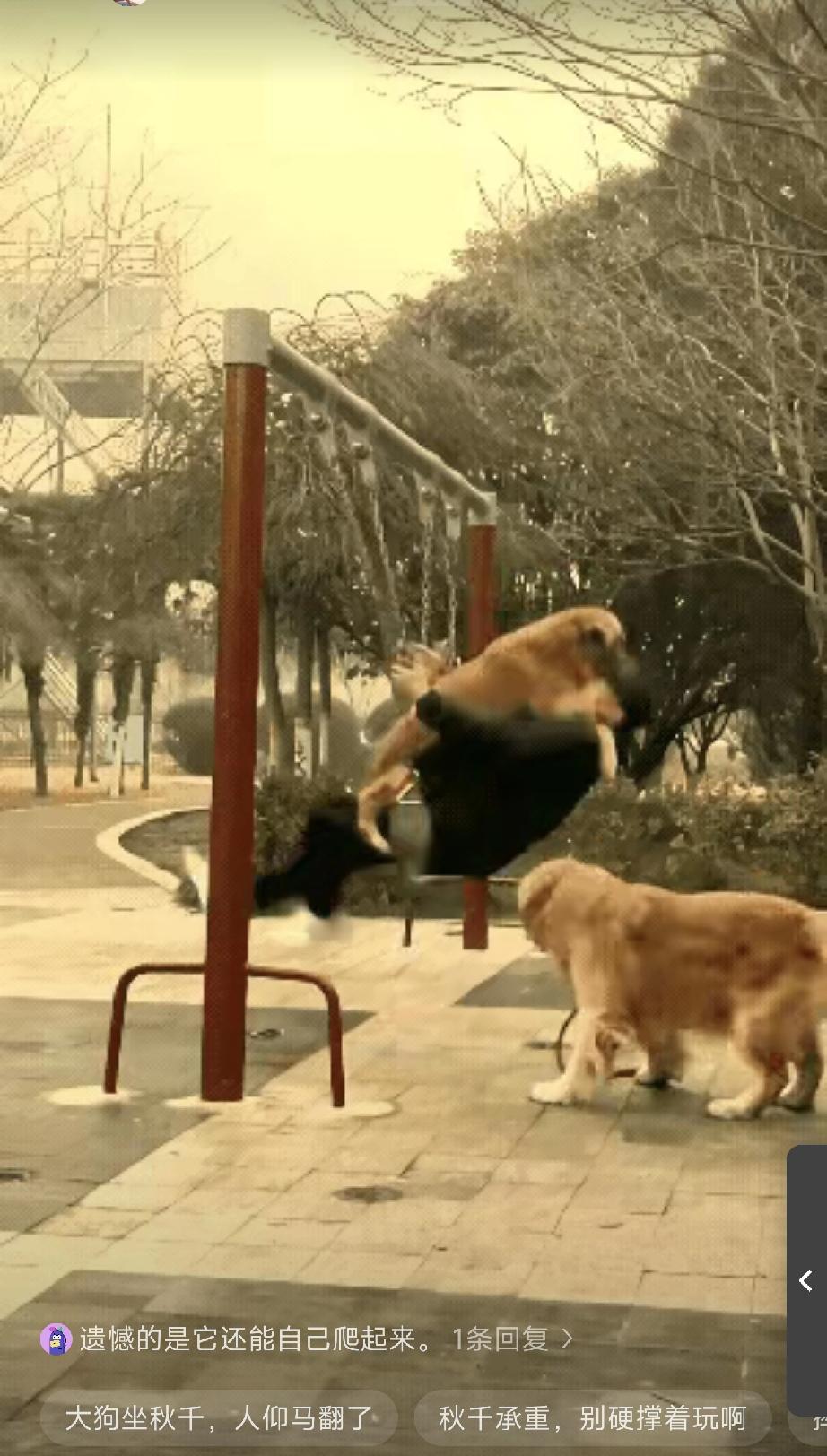 看着他摔下去的样子，我高兴的不得了。你看，这老家伙养着两条硕大的金毛，本来就令