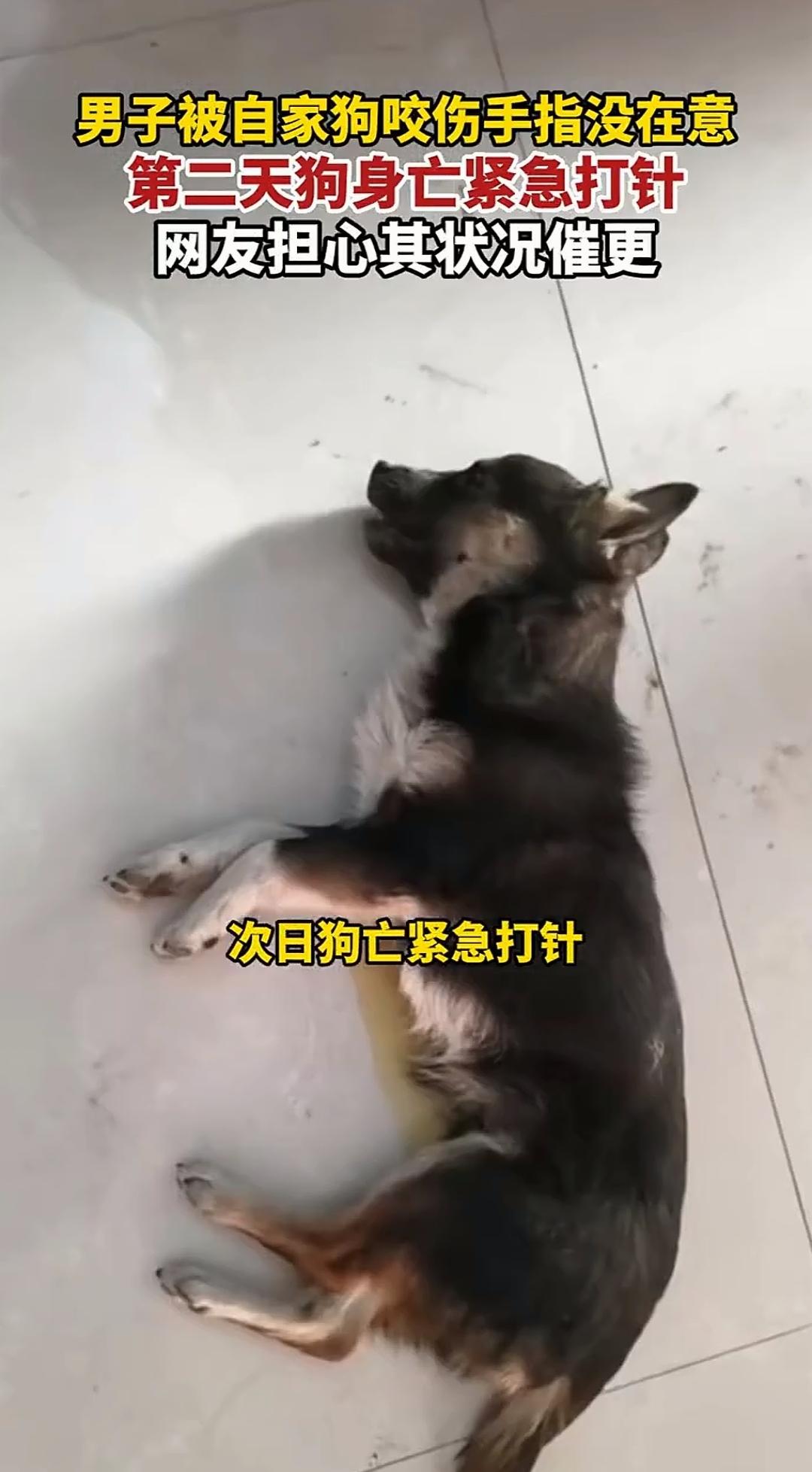 河南，一男子养了一条狗，一天晚上男子看见狗狗突然不对劲了，狗狗看上去很不舒服，于