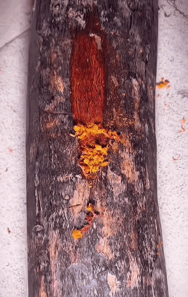 小叶紫檀的纹理到底长什么样？看过这张图就全明白了。小叶紫檀的纵切面纹理是牛