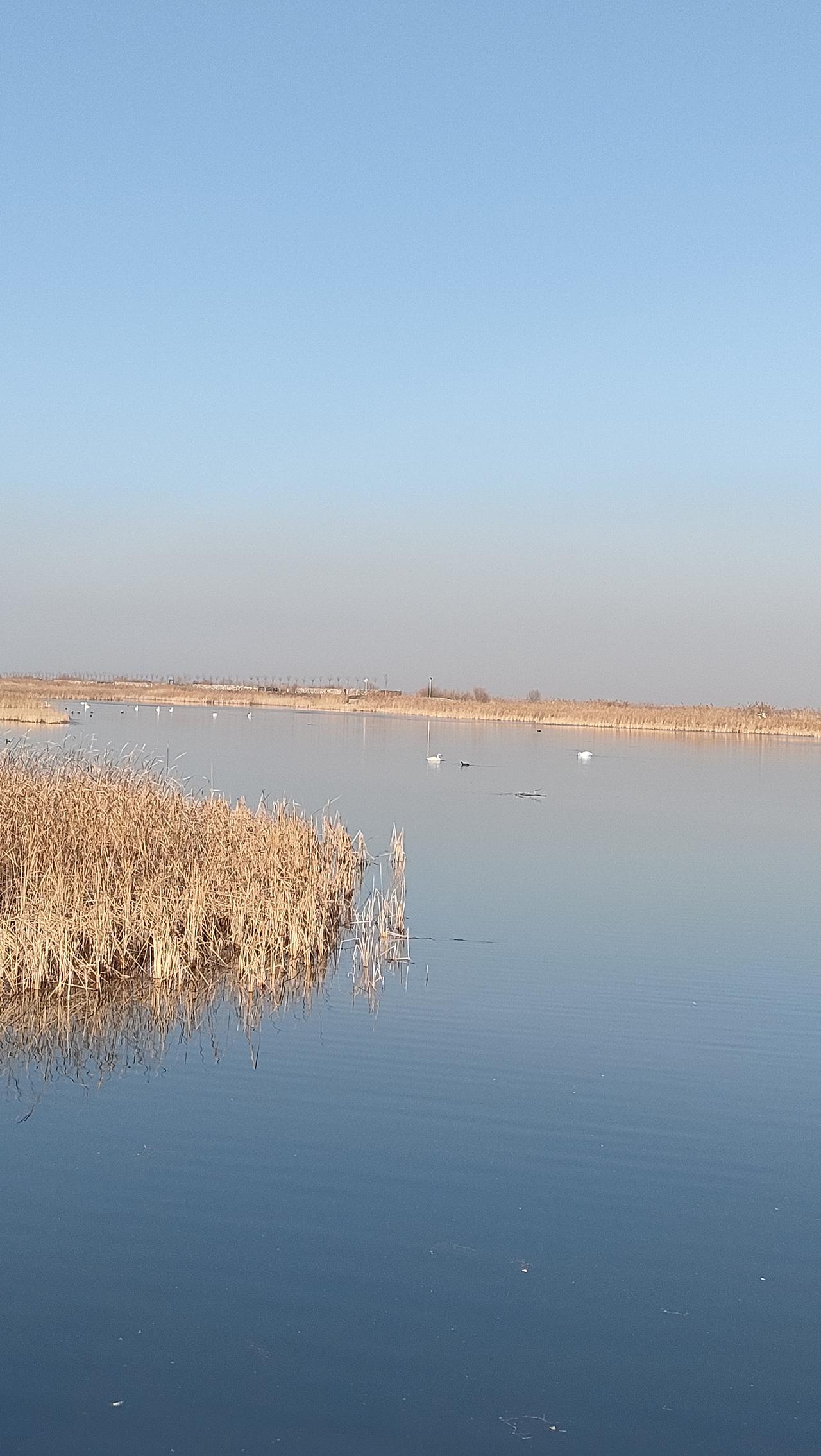 今年冬天的不同你敢相信这是三九天的黄河？暖冬就是这个样子。