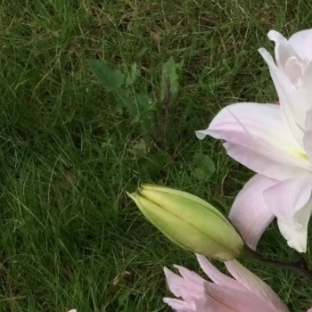 0000重瓣百合种植1.光照与温度：喜明亮散射光环境，每日需4-6小时柔和光照