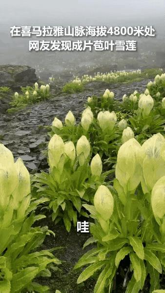 “太罕见了！”一男子攀登喜马拉雅山，意外在海拔4800米处发现成片稀有含苞雪莲，