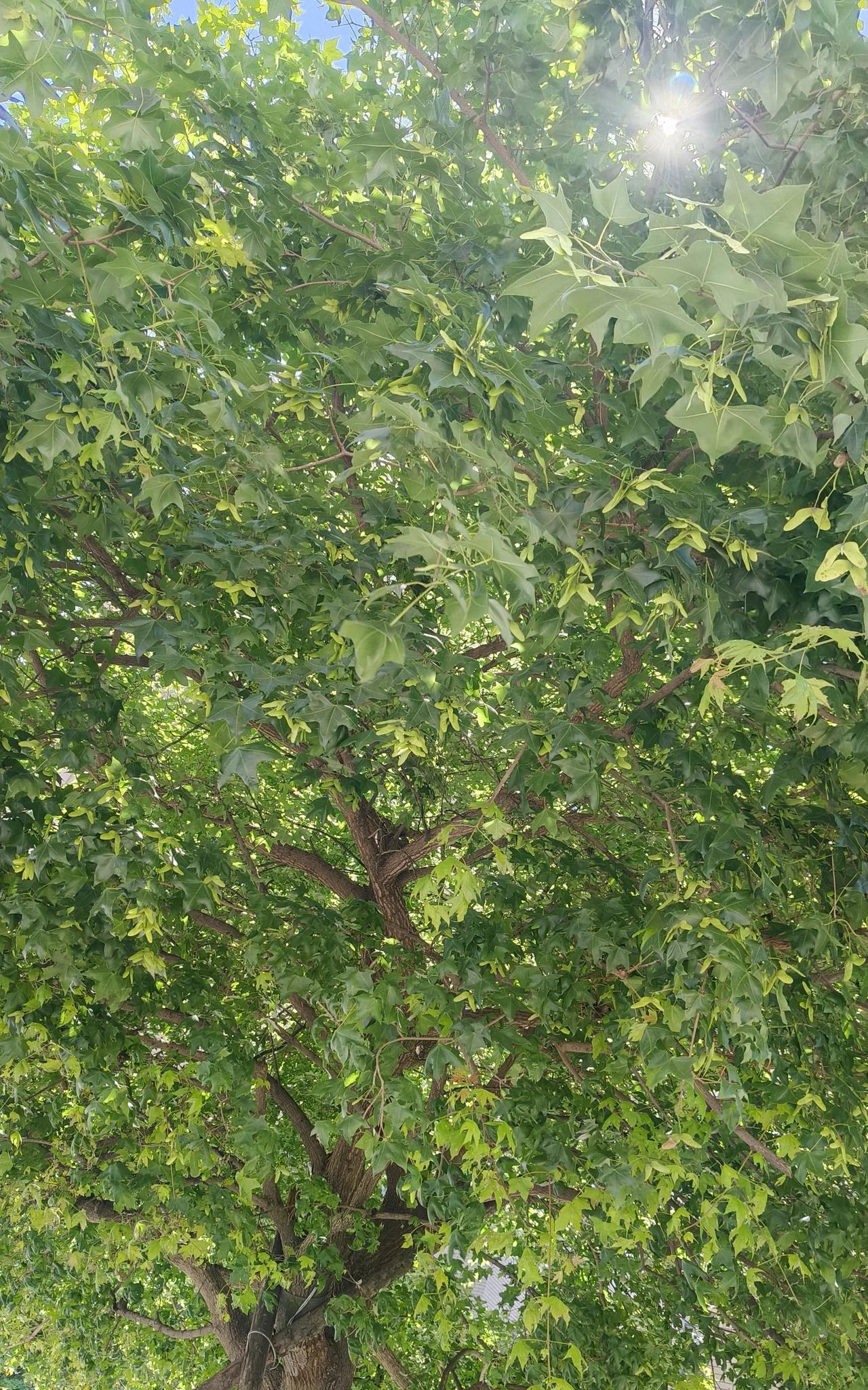 大家猜猜这是什么树，夏天能有这样的树，真是幸运啊，遮阳避雨都OK，最近都热死了，