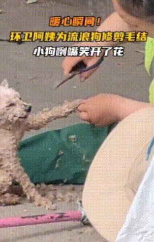 环卫大姐坐在地上，拉着流浪狗的爪子给它修剪打结的毛