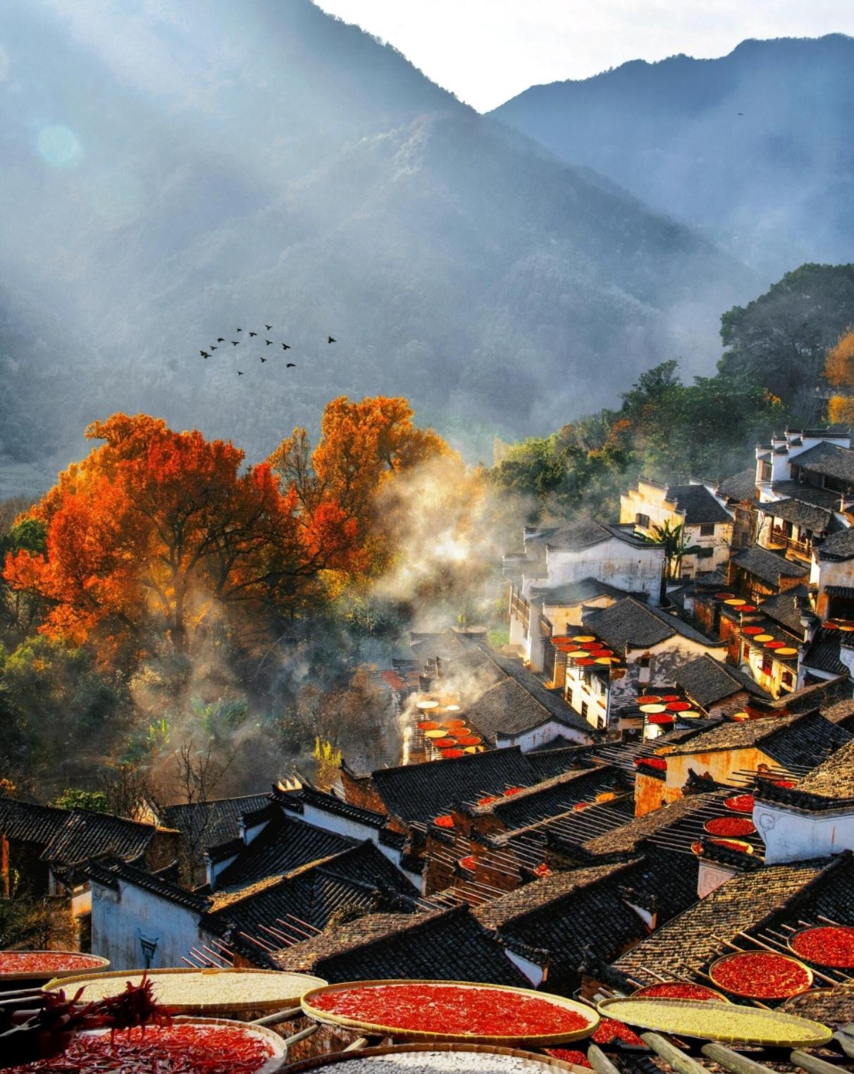 。秋来篁岭晒秋，红椒黄菊缀满白墙，石城枫红伴晨雾，似仙境朦胧。冬雪覆瓦，素洁淡雅