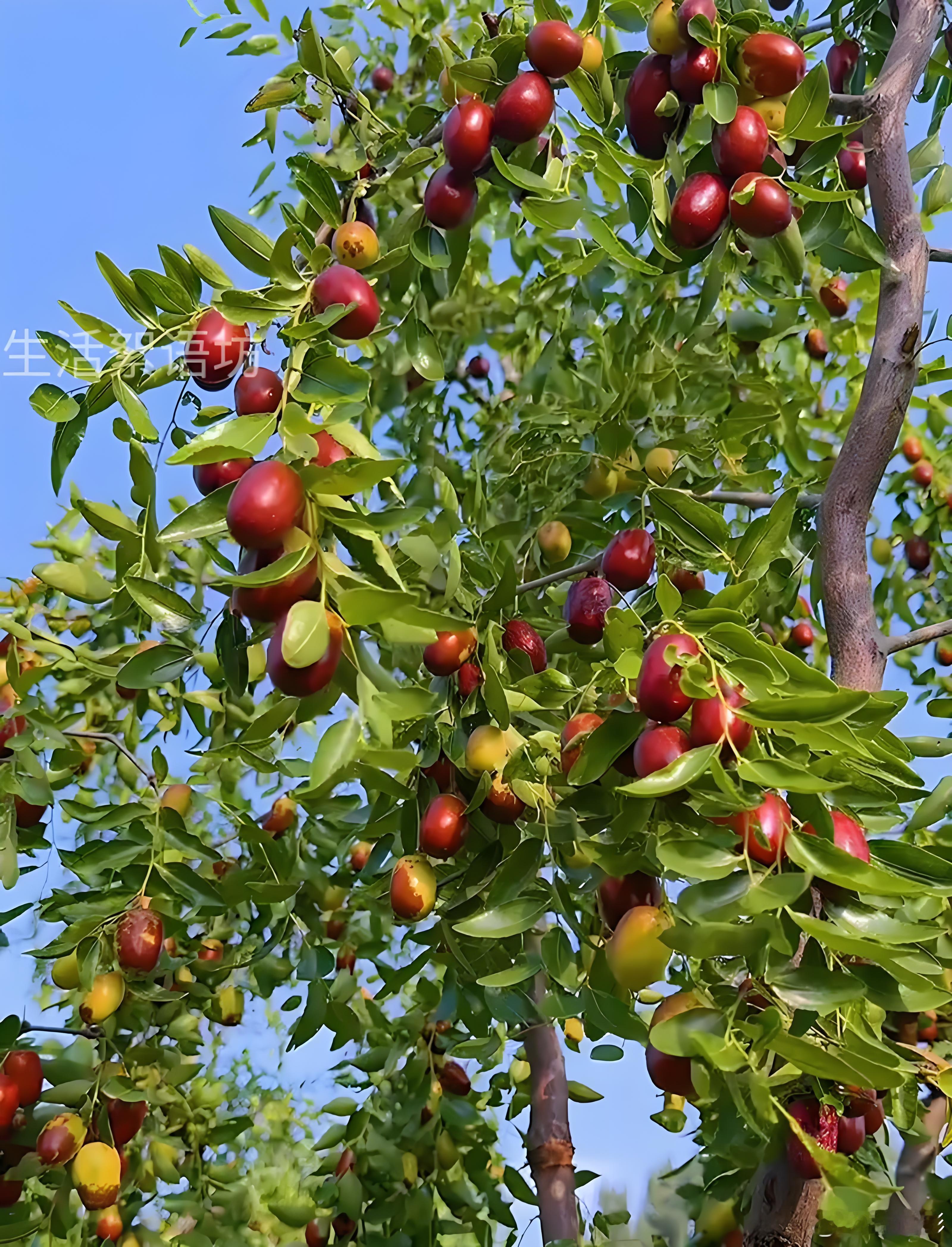 枝头的野果能别摘就别摘，那是留给小动物的"过冬粮"野生动物保护淄博人喜欢爬山！