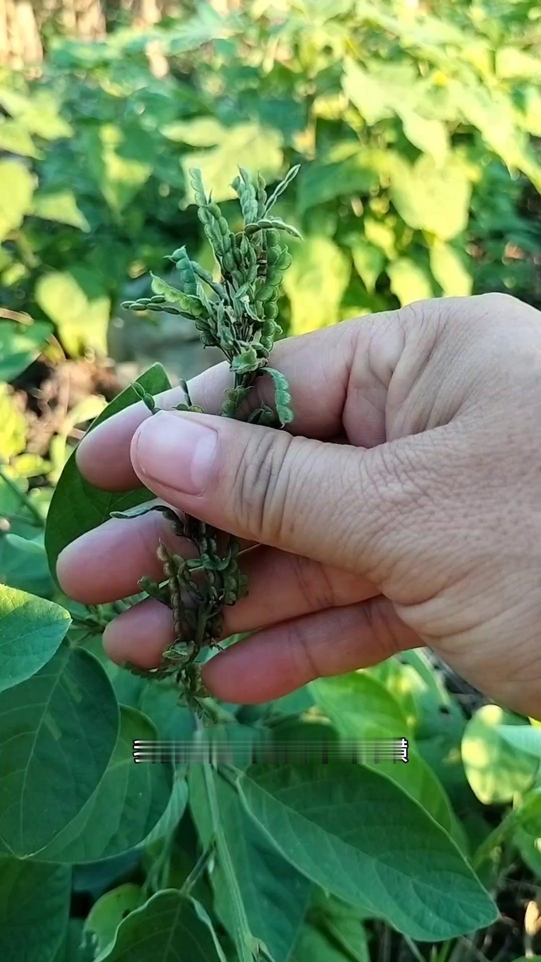 大家注意看，路边这种植物你认识吗？它就是大邪山蚂蝗，也叫大叶鳄蚂蝗。它是豆科