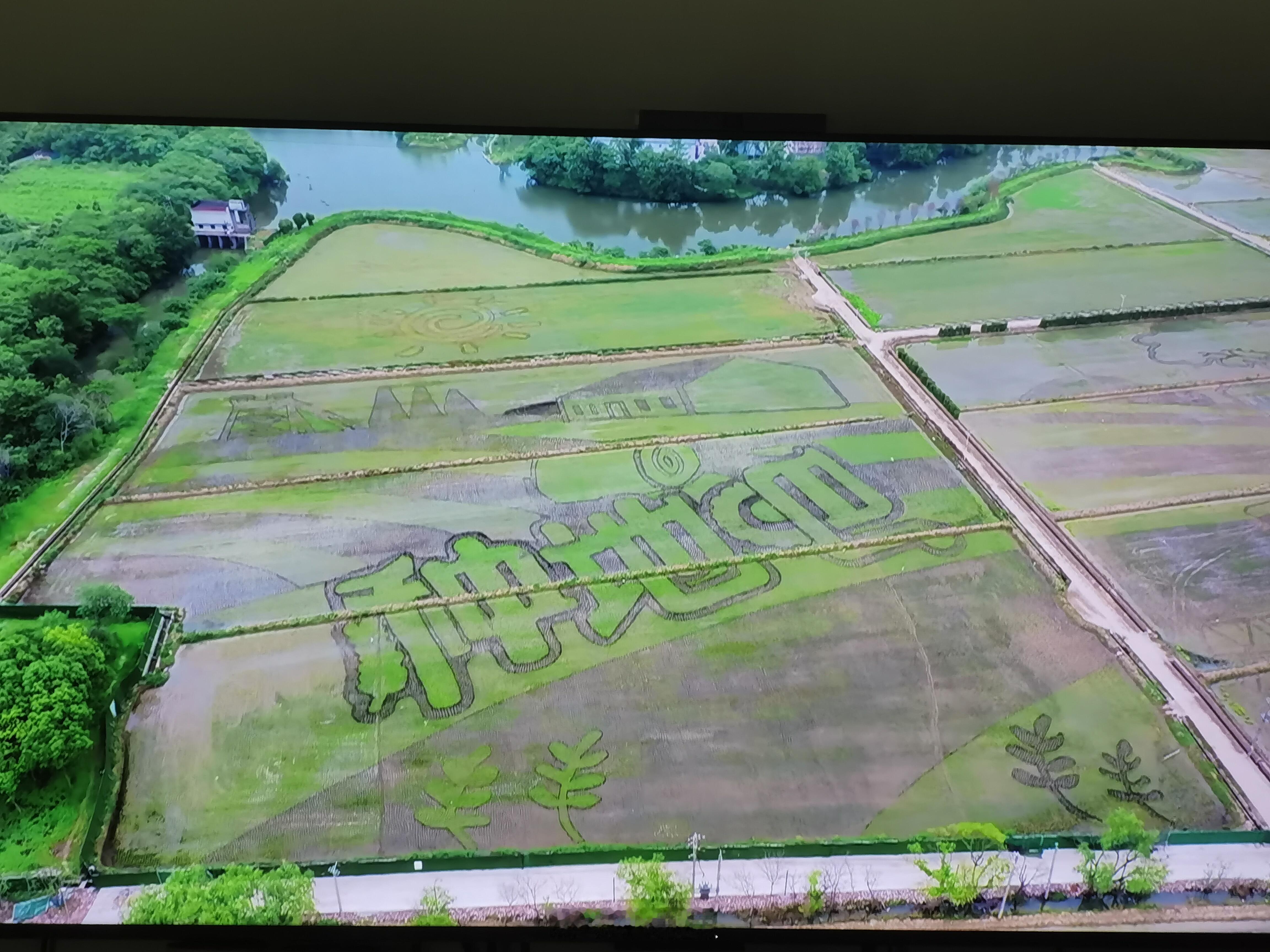 十个勤天鸽们也太牛了吧玩着手机，一抬眼就被投屏上的稻田画惊艳到了已经开始