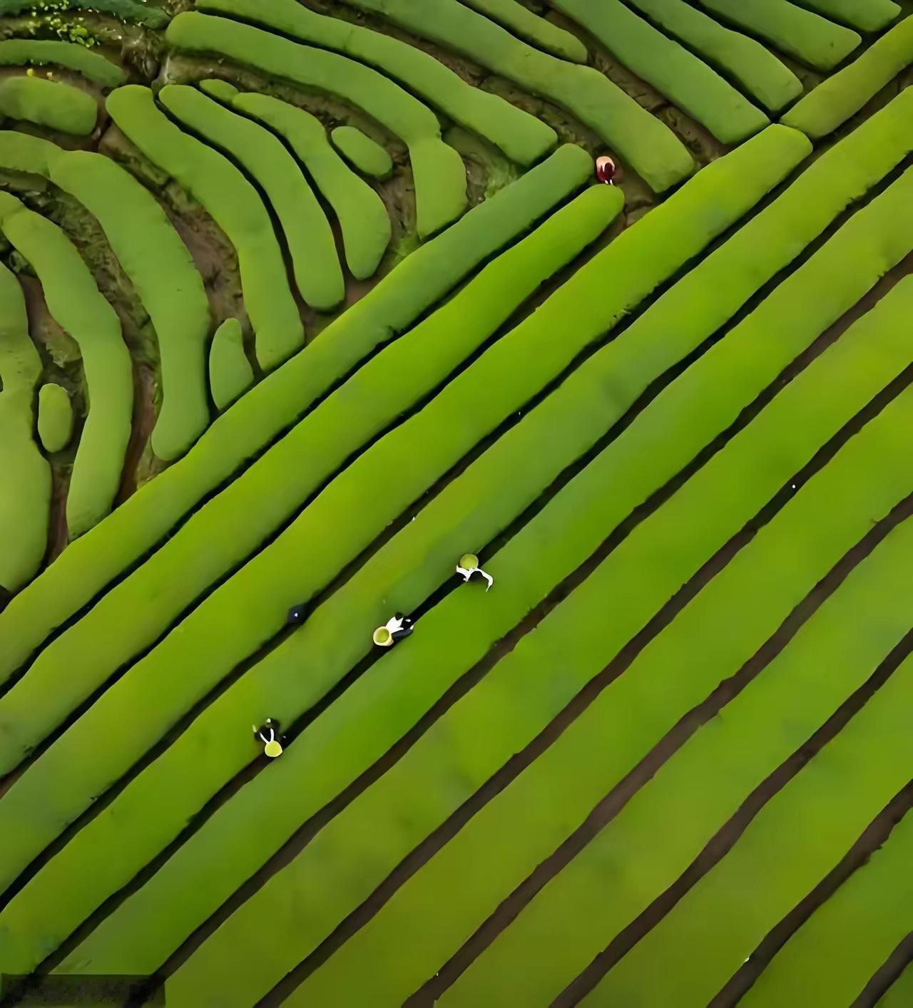 全球五大茶叶生产国各有千秋。中国肯定是首屈一指，作为茶叶的发源地，茶种类丰富到让
