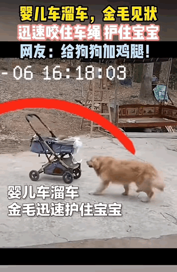 金毛“闪电侠”：用牙咬住的生死守护一、午后的平静被扯碎广东的夏天，太阳把