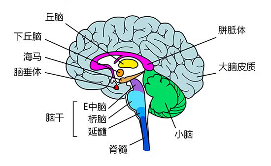 在阅读了一些神经网络压缩感知的文章之后，我们再来看大脑的构造，就很有意思了大脑的