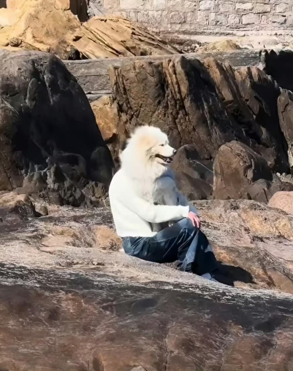 一些搞笑的错位图你能分得清吗​​​