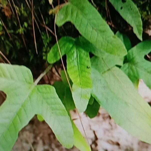 有一种植物叫“金鸡脚”，它的叶片酷似鸡脚，在叶片库里它可是“明星”，能卖到60元
