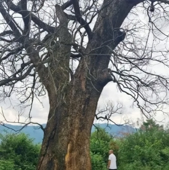 “纯属巧合？”江西赣州，一棵三四百年的古樟树突然枯死，巧合的是，同一时间，多个村