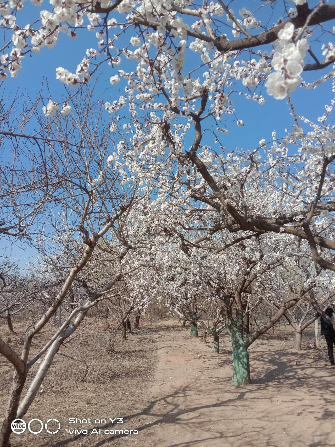 春暖花开，杏花开正当时。黄河故道旁边的杏花都开了。杏花花海