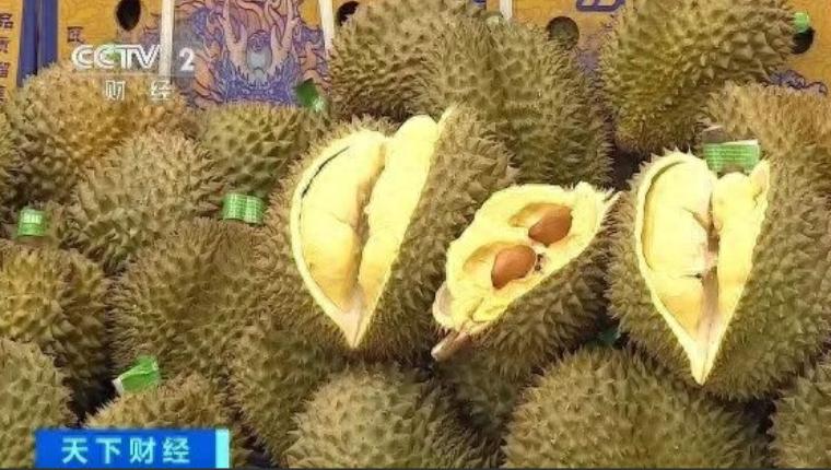 中国榴莲消费升级，为什么成了东南亚水果贸易的双刃剑？中国人对榴莲的热爱，已经到了