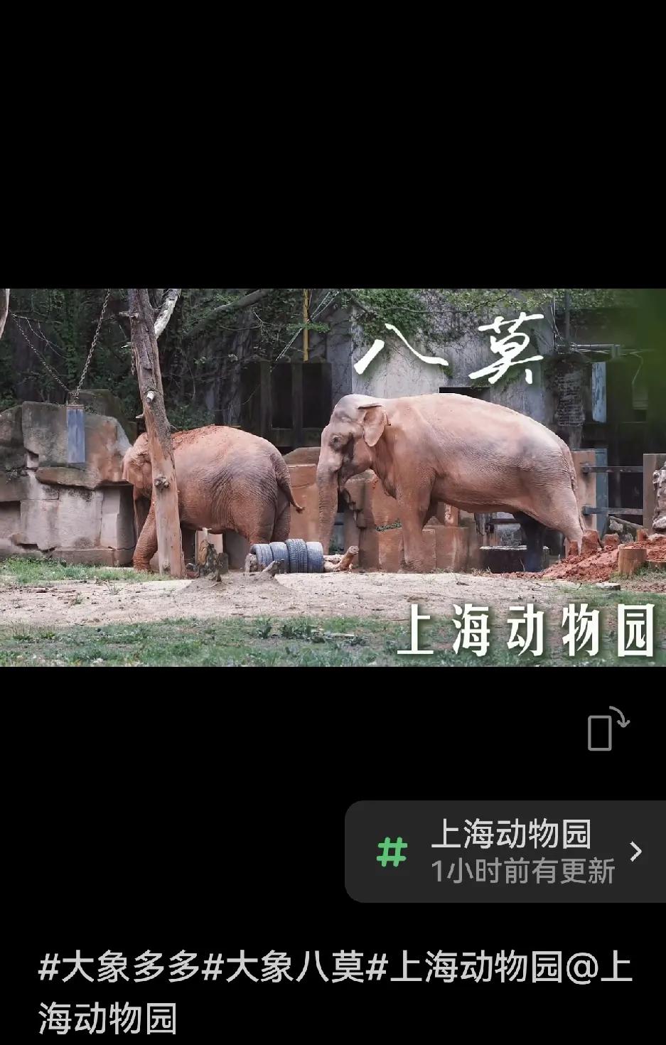 公象“八莫”，出身缅甸。60后的“八莫”，在上海动物园，虽然与母象“版纳”繁育
