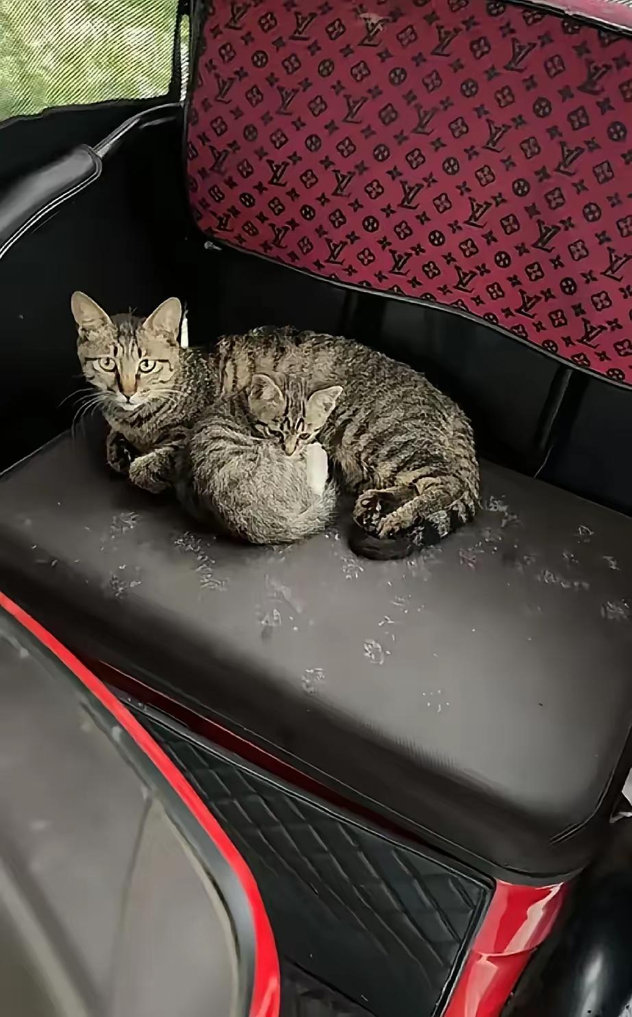 本来下雨天急着送娃上学，一打开三轮车直接愣住，一对流浪狸花母子躲在里面避雨，把车