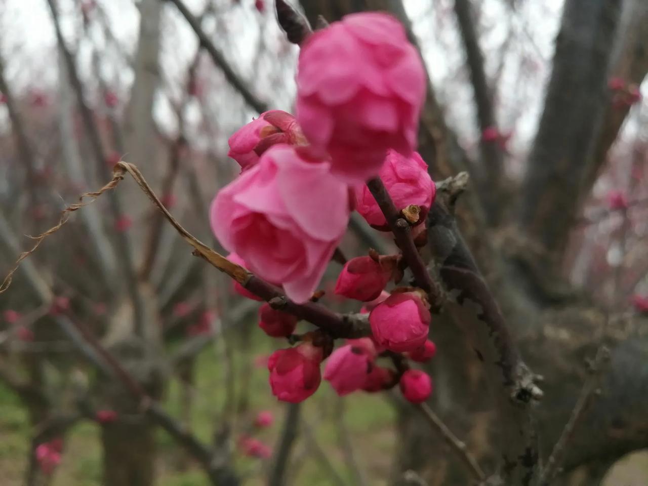 我的摄影日记春暖花香