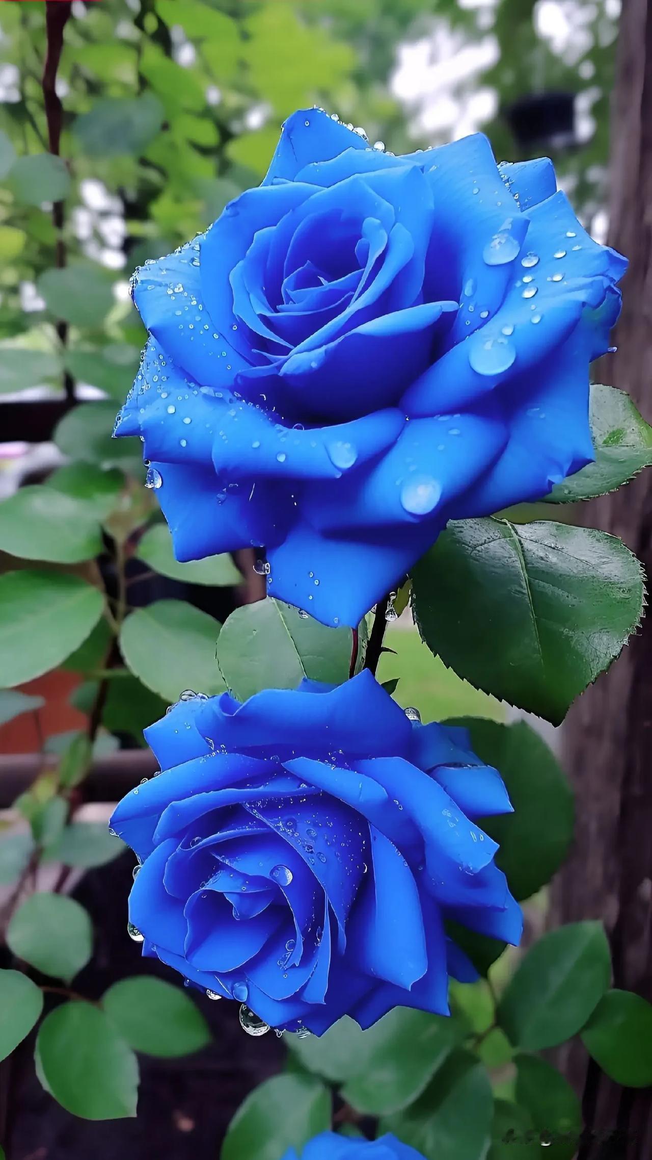 玫瑰开得好热烈啊😃