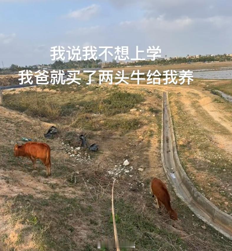 你们都在玩梗只有我是真的在放牛​​​