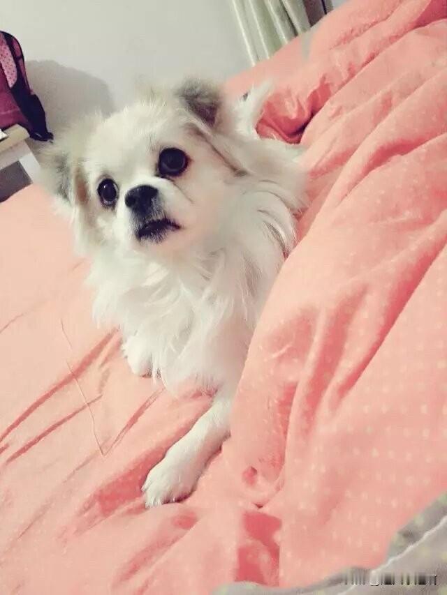 接到一个130开头青岛的电话，也说是帮忙找狗的。我问他怎么收费？他说按照狗的