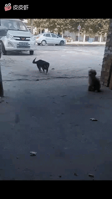 看到了吧，这玩意挂这名，狗都看不上