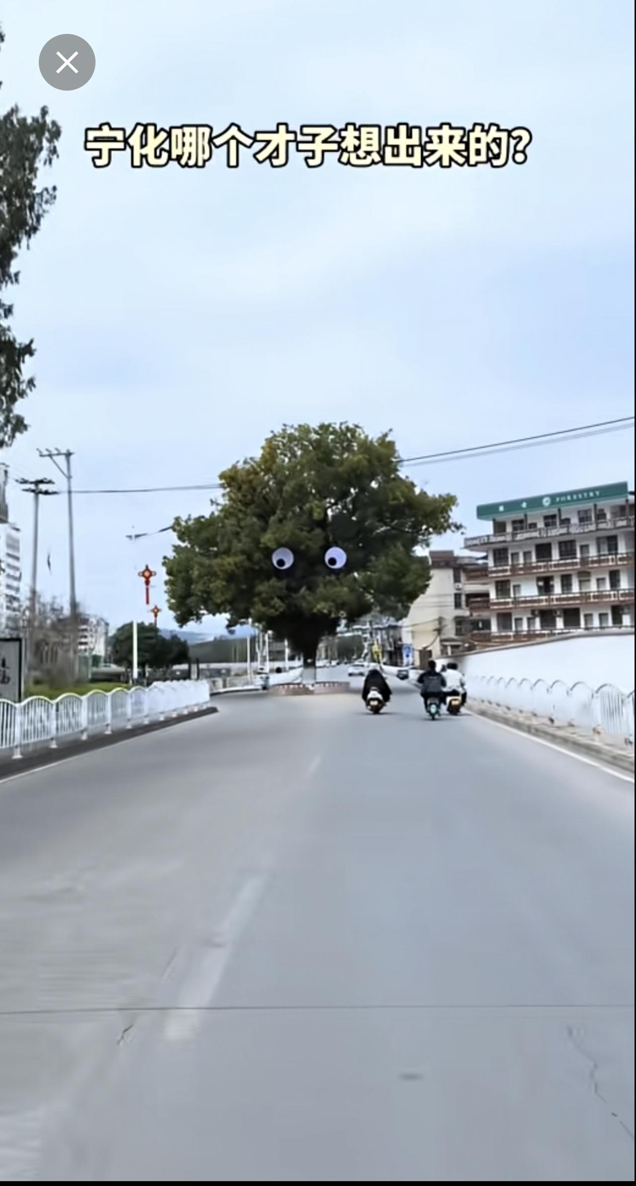 宁化的树都变得这么可爱了，你说宁化人能不可爱吗？😂😂