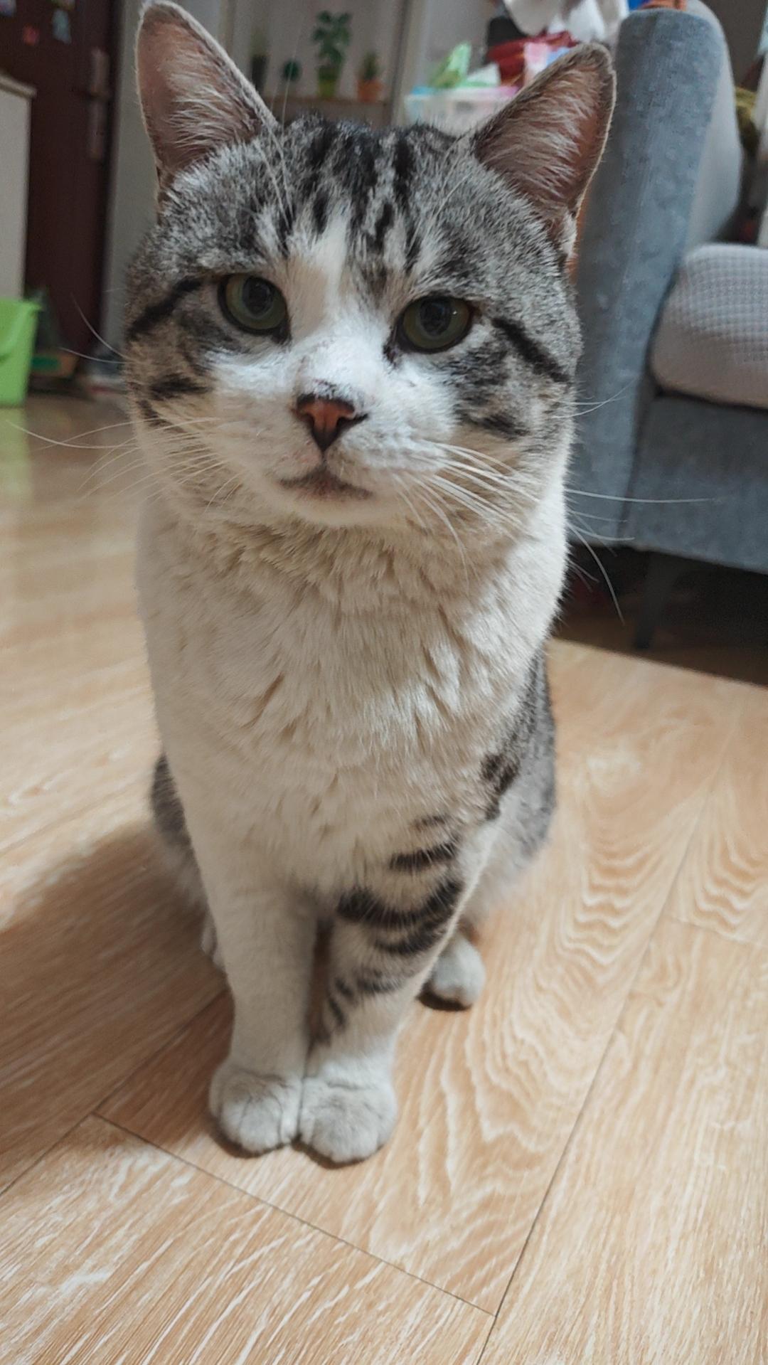 不羡慕别人家的孩子，因为我们有别人家的猫咪，还是捡来的零元购。[爱心]二哈是我