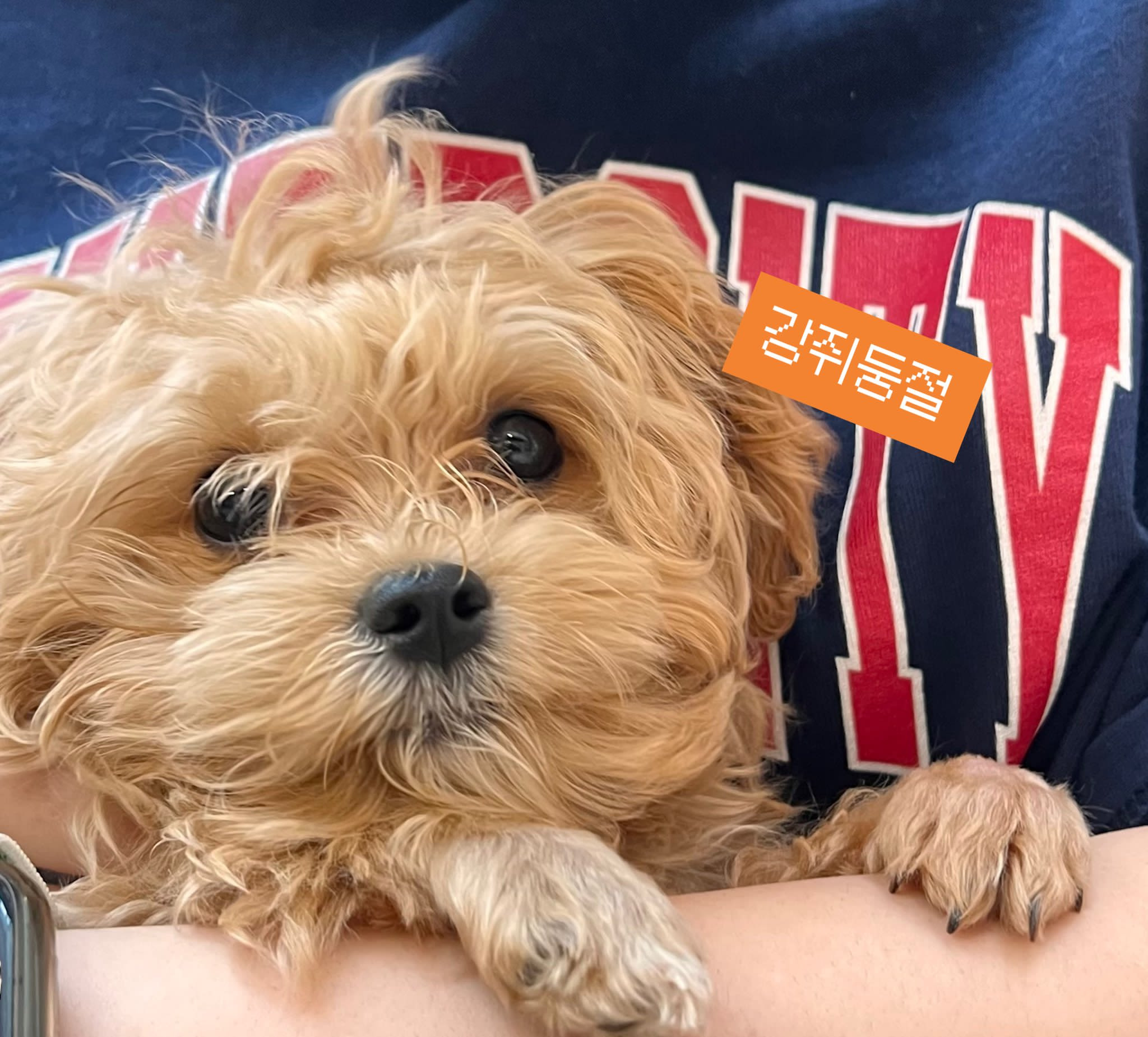 在商场里坐下歇会的时候，突然被旁边大叔拜托照顾一下小狗海外新鲜事热点现场