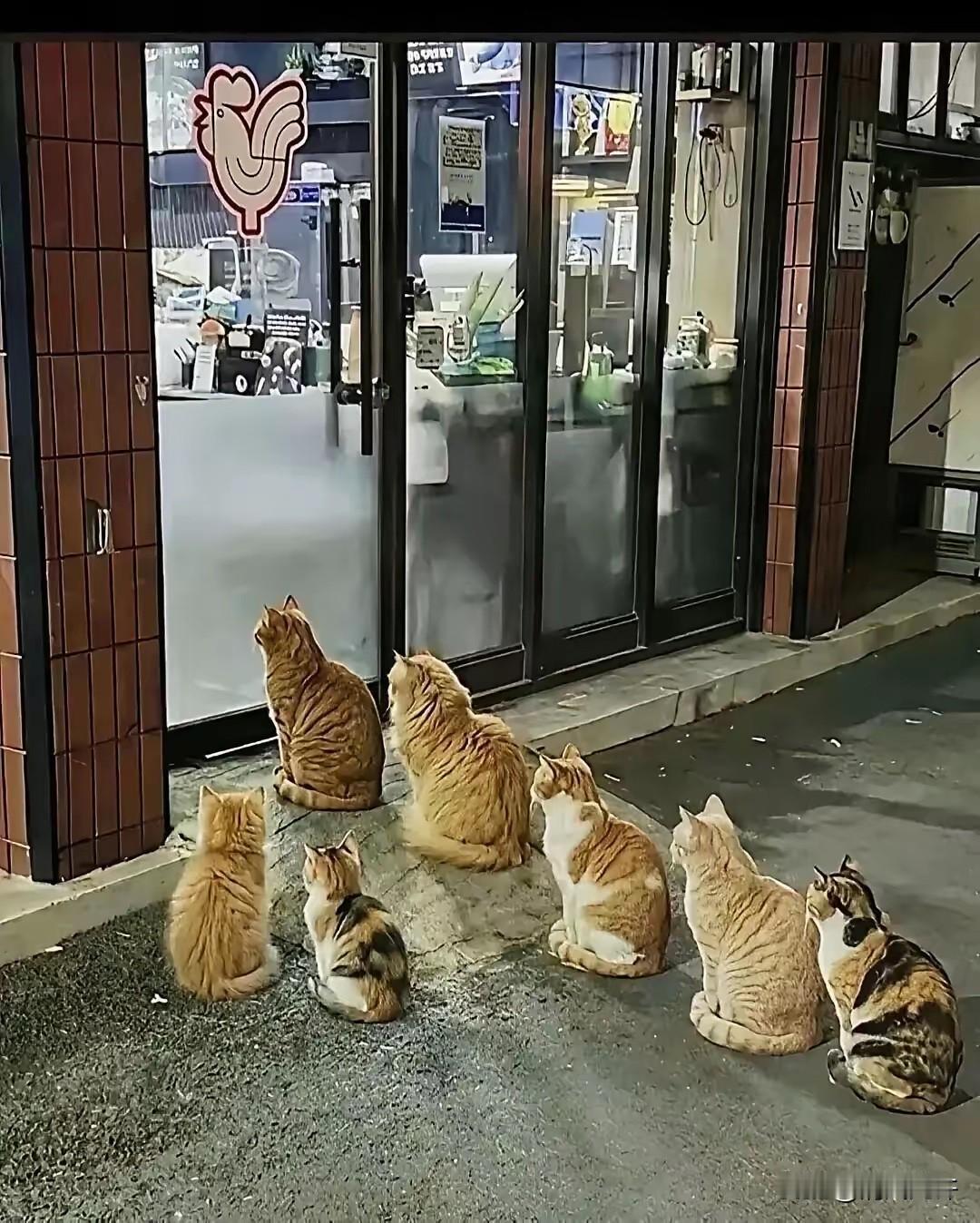 一家烤鸡店的老板每天晚上打烊的时候，都会把没有卖完的东西投喂分给流浪猫。久而久之