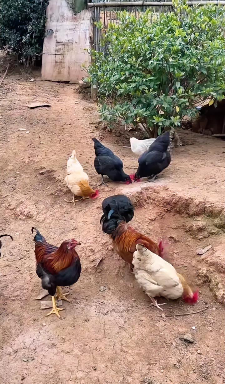 一百块钱买不到4只土鸡，竟然有人不相信。一位湖南博主自家养了很多土鸡，近期她发