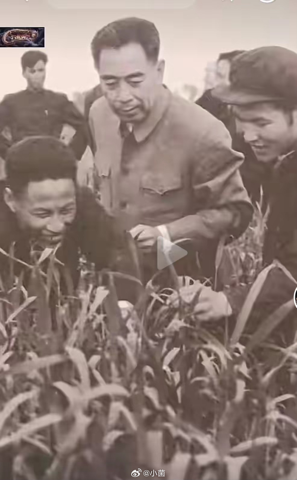 这张照片里，周总理正和同志们一起查看庄稼长势。他一生心里都装着老百姓，惦记着大家