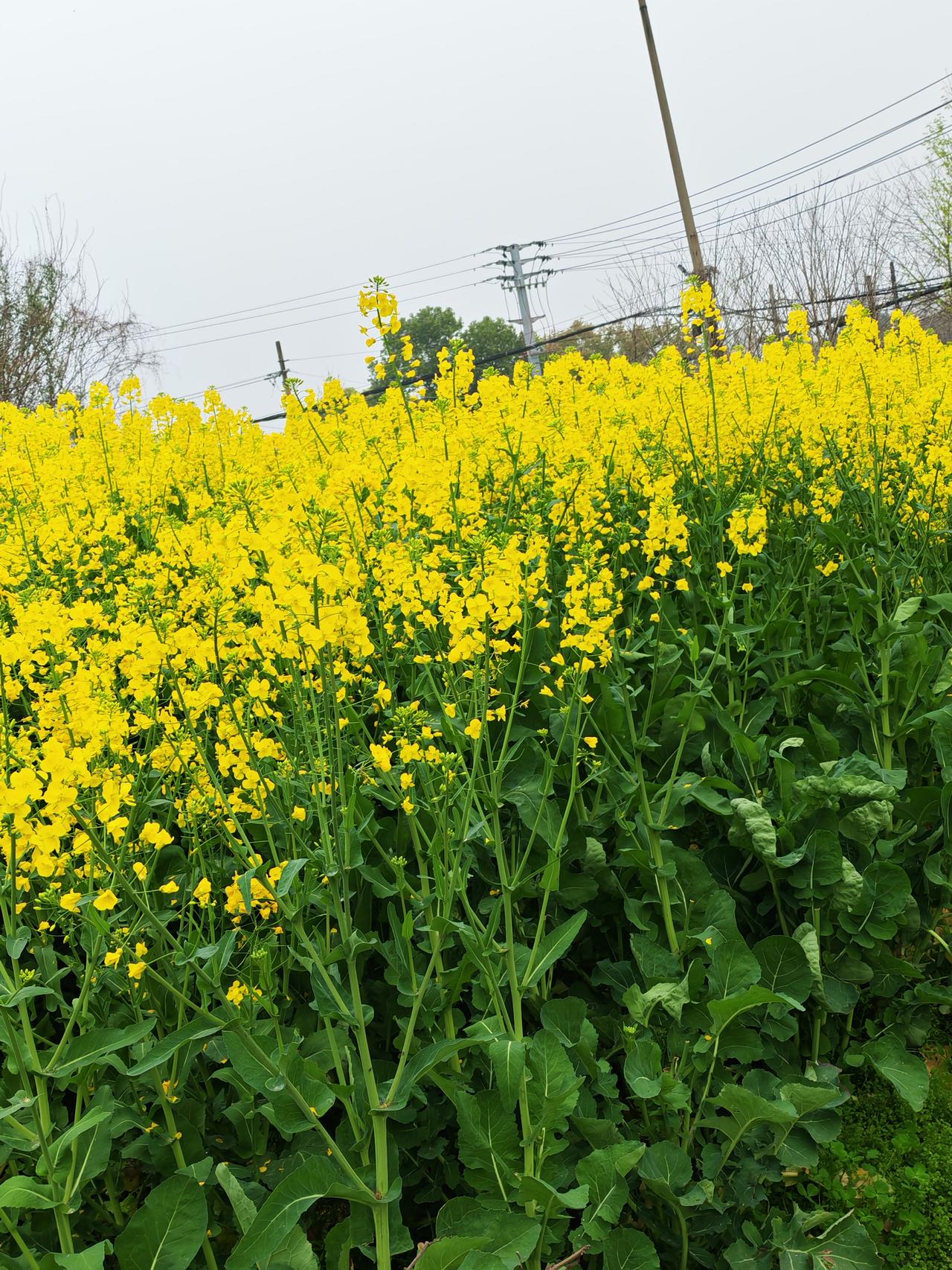美丽的油菜花，春天到了，田野里开满了金灿灿的油菜花，远远望去，一片金黄色无边无际