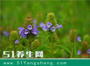 农村的这种草, 治疗“妇科病”有奇效? 可惜知道的人并不多?