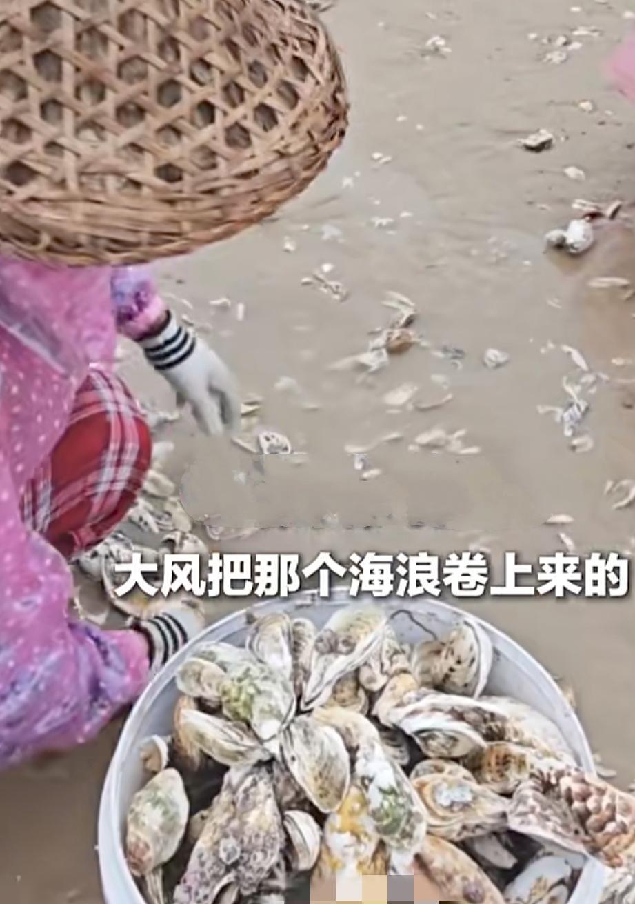 有人欢喜有人愁，福建漳州的海滩上，生蚝根本捡不完！只要你有时间和体力，捡几百斤