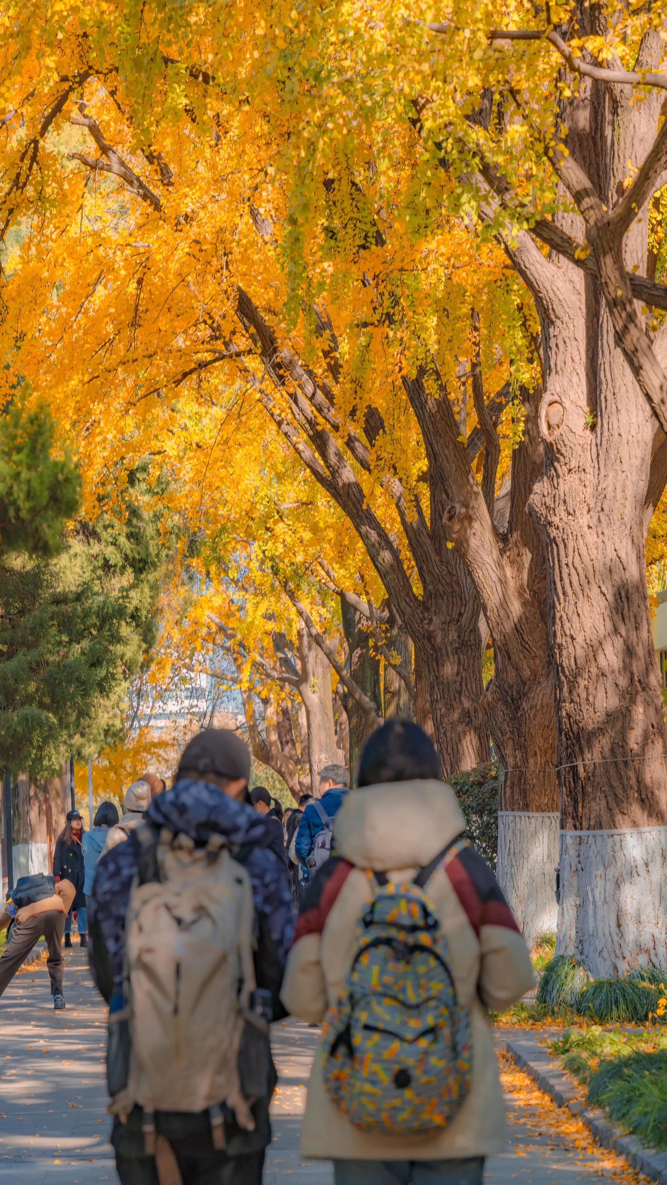 秋天来南京，就照着这条路线走。南京秋天拍照打卡好去处攻略 🗺️不走回...