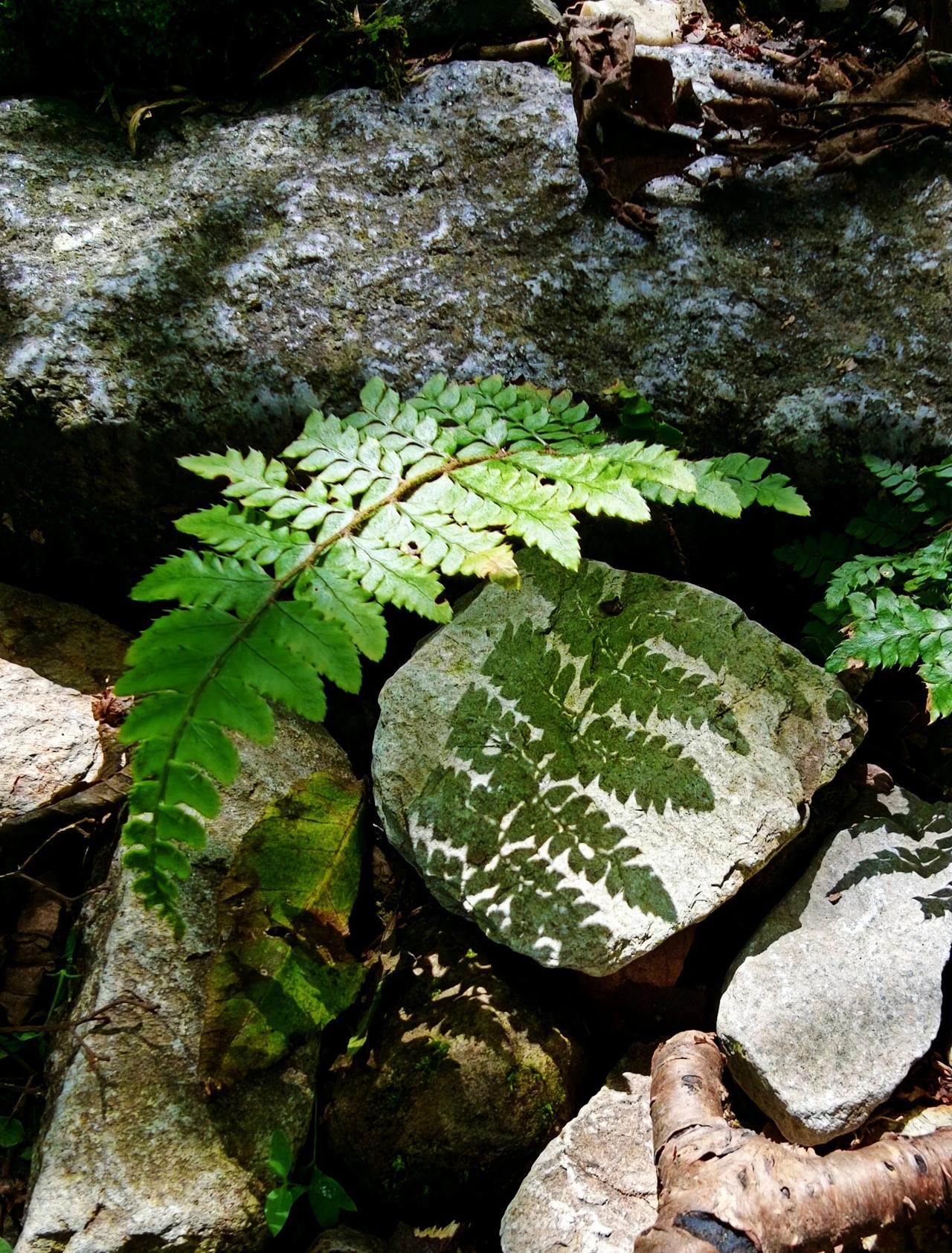 旌歙古道——东箬岭东箬岭从入口至天星洞折返线全程8km，累计爬升600左右，全