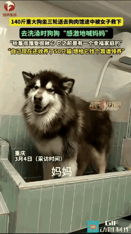 “好人有好报！”重庆，140斤大狗要被大爷卖给狗贩子，女子看到后救下了它，送去洗
