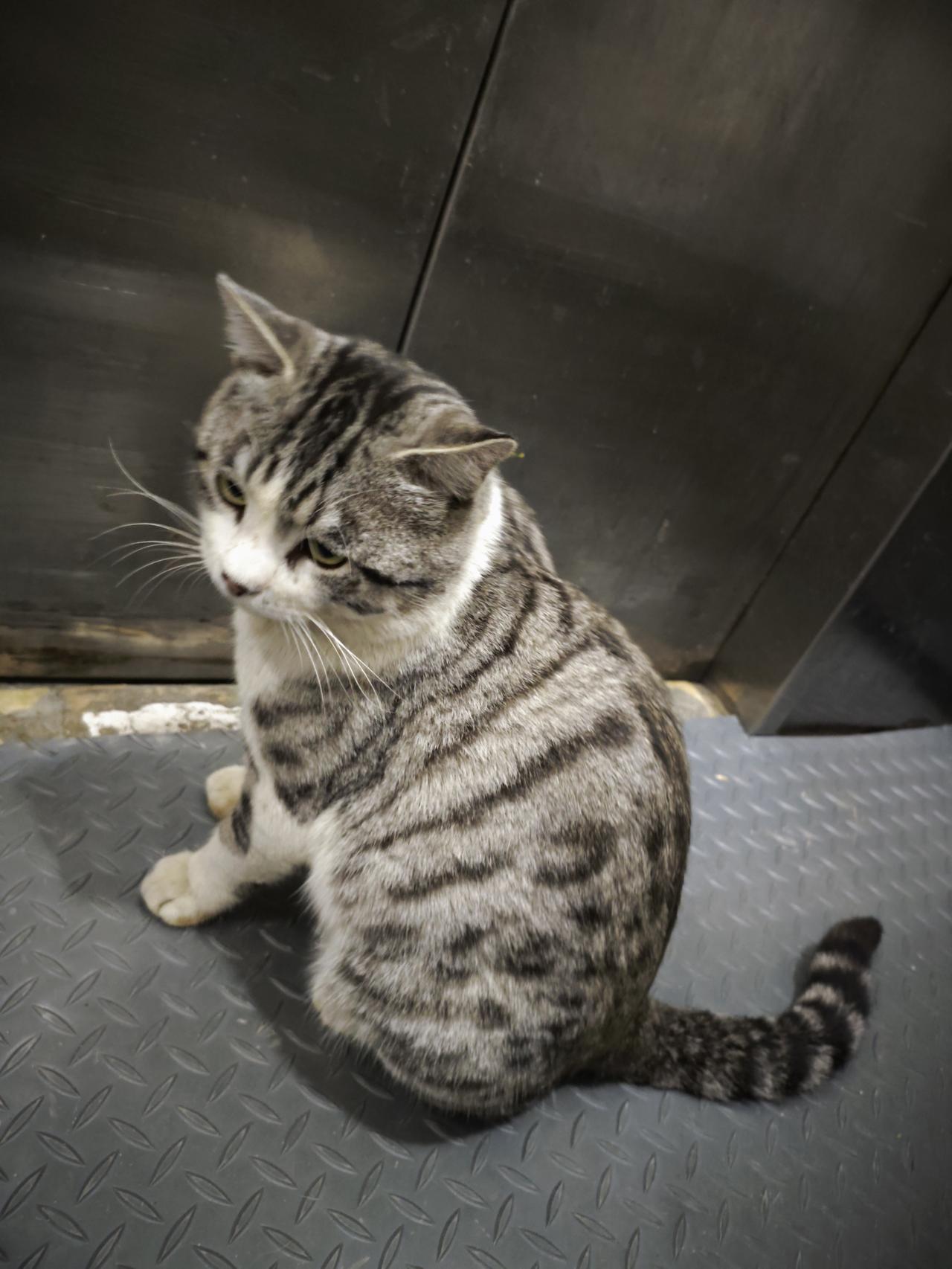 初二回娘家最不放心的就是二哈，它平时作息挺规律的，每天晚上10点出门，早上7点回