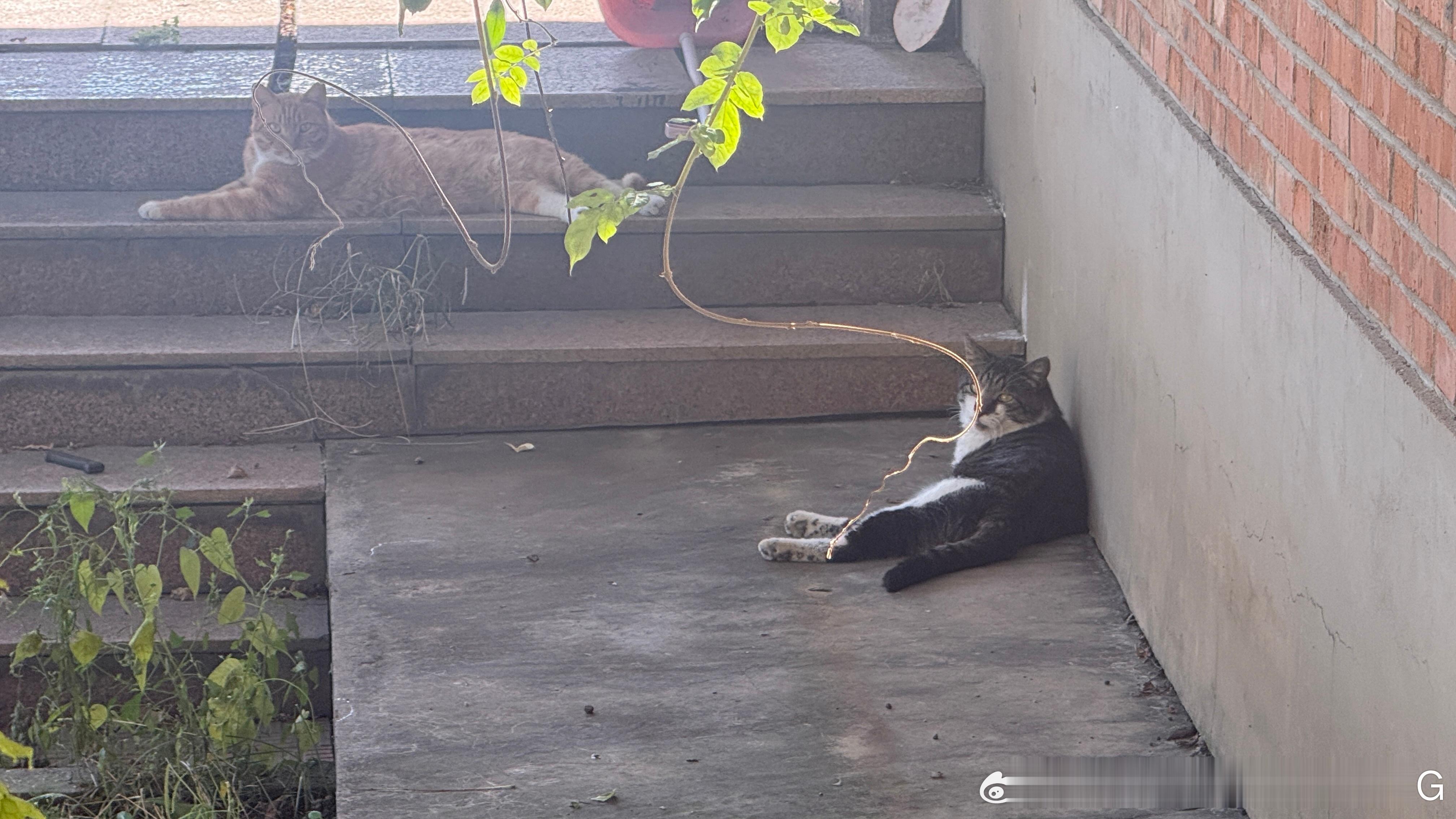 惬意的猫咪​​​