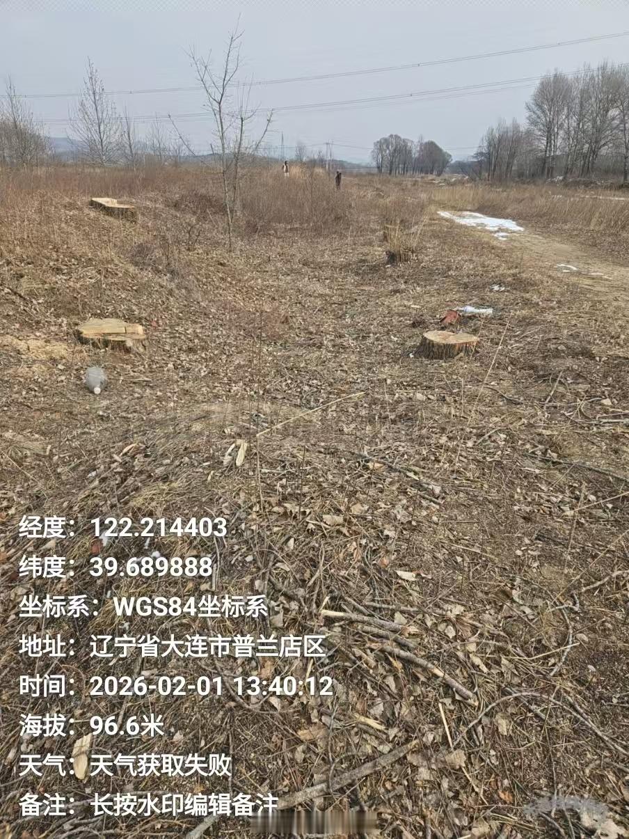 大连一河道固堤树被砍伐获利村民反映大连普兰店区沙包街道奎兴于炉几十年生固堤树被村