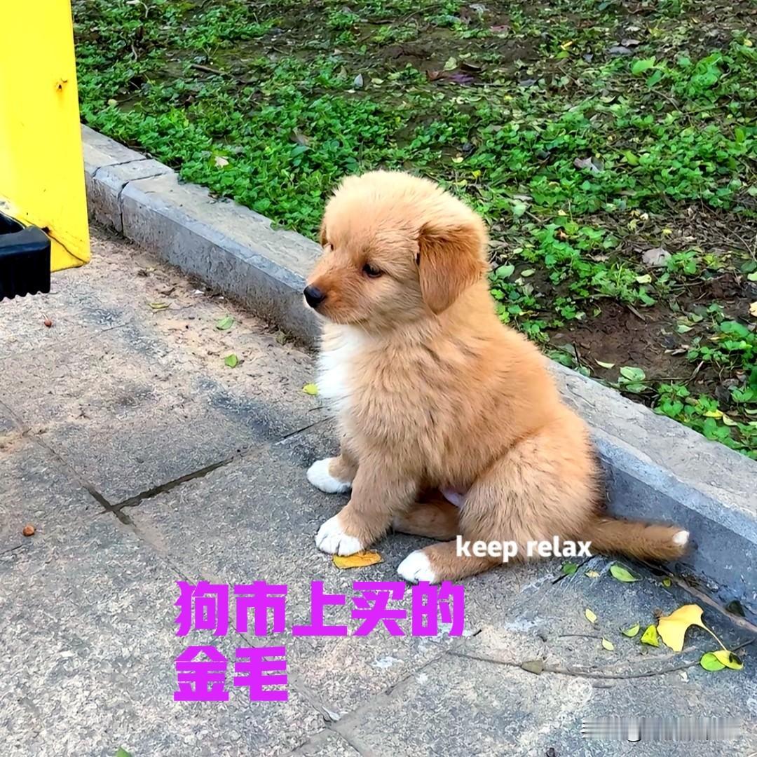 河南的一位女士，在她们当地的狗市上买了一只小狗。卖狗的告诉她，小狗是一只金毛，看