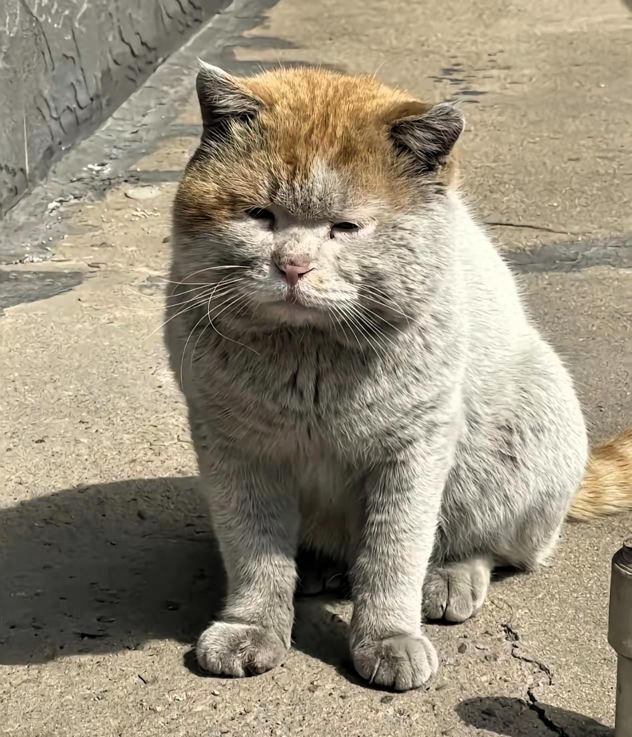 这只猫火了不知道翻了多少垃圾桶，才把自己照顾的这么好，吃的这么胖！即便生