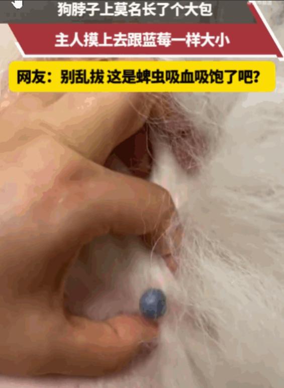 防不胜防！天津一位主人给爱犬梳毛，梳着梳着，竟在狗子脖颈的毛发深处，发现牢牢“长
