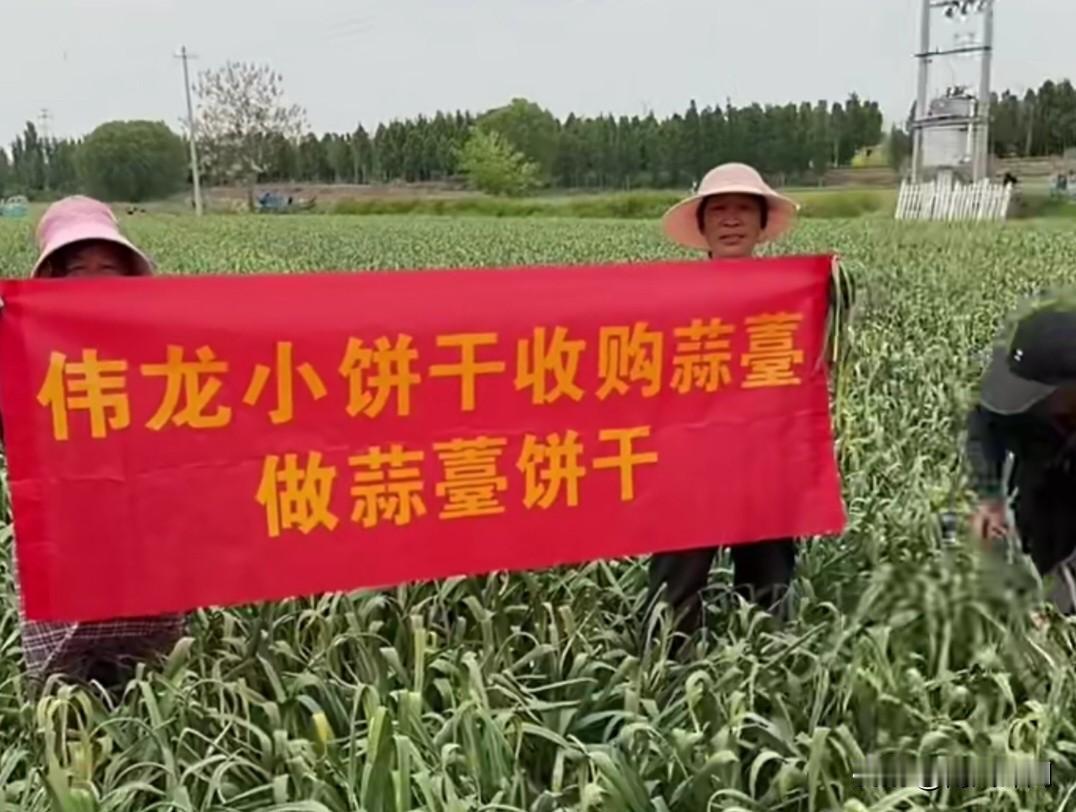 蒜薹滞销变饼干？山东这波操作太出圈！近日，山东济宁蒜薹迎来大丰收，却遭遇严重